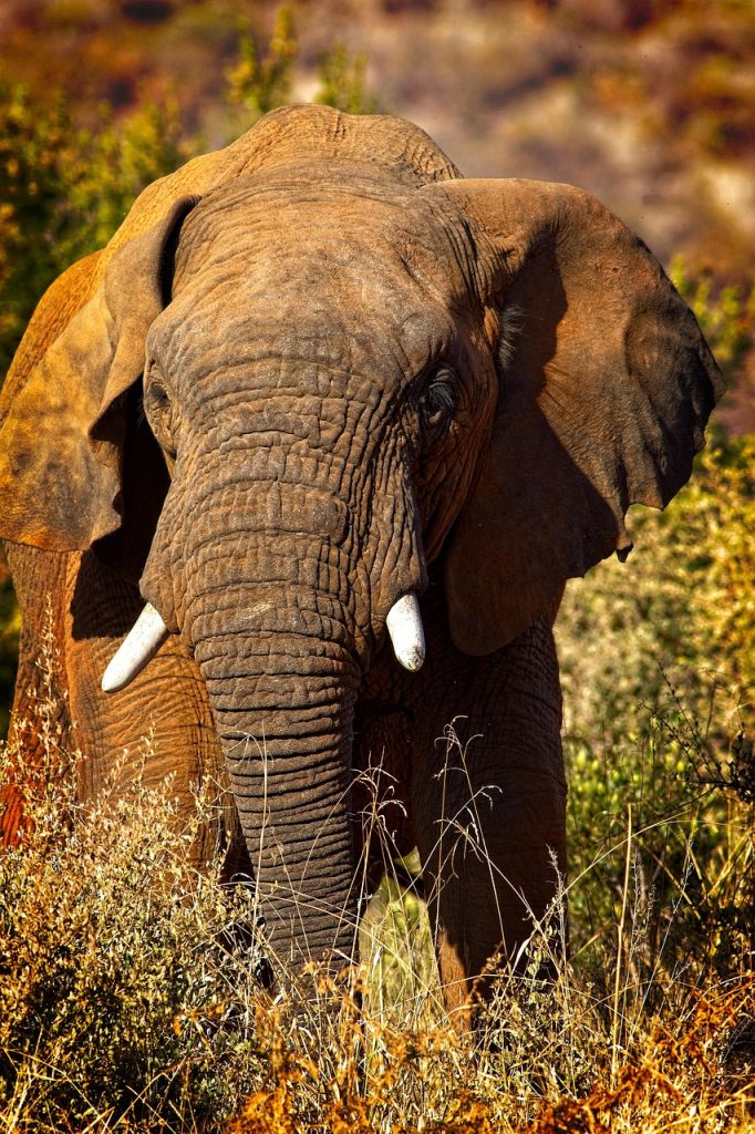 elephant, tusks, trunk, elephant tusks, elephant trunk, pachyderm, large animal, large mammal, wild, wild animal, wildlife photography, animal, animal world, portrait, nature, mammal, wildlife, africa