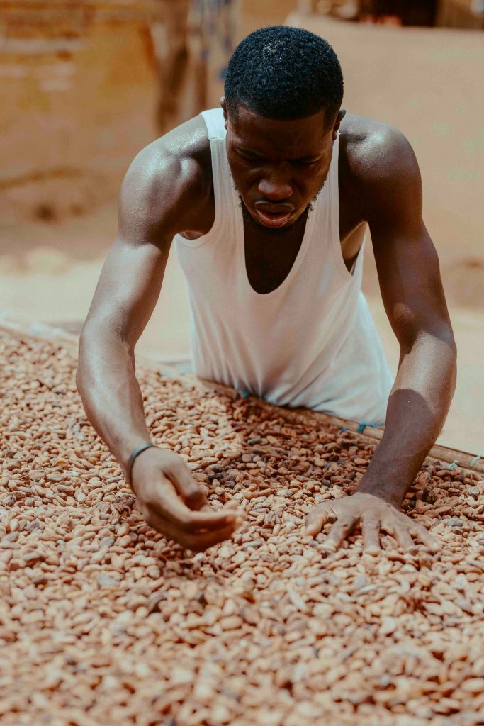 A Ghanaian farmer manually dries cocoa beans under the sun, showcasing traditional methods.