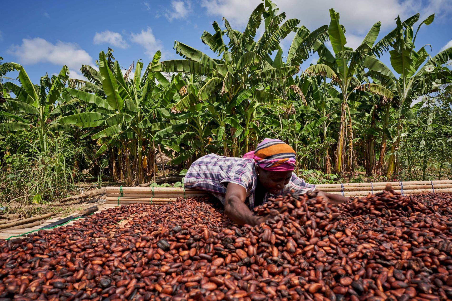 cocoa farmer ghana (1) 0